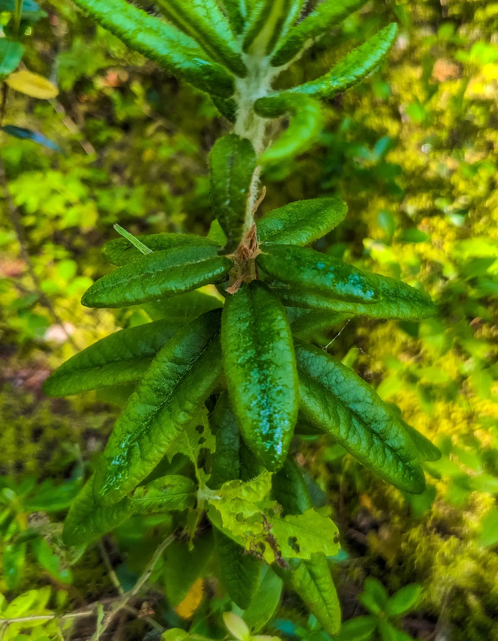 Labrador Tea (Rhododendron Groenlandicum) — dark green leaves which are notably aromatic when crushed; they measure about 1 to 2 inches in length, image 81
