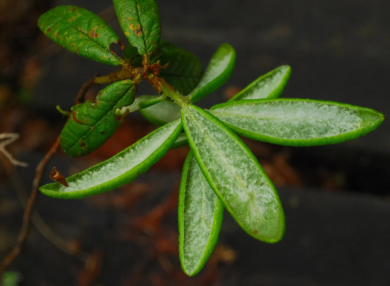 Labrador Tea (Rhododendron Groenlandicum) — white flowers in the garden