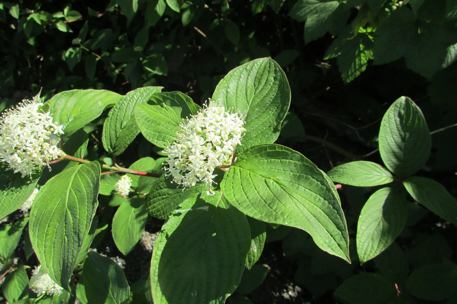 Labrador Tea (Rhododendron Groenlandicum) — dark green leaves which are notably aromatic when crushed; they measure about 1 to 2 inches in length, image 58