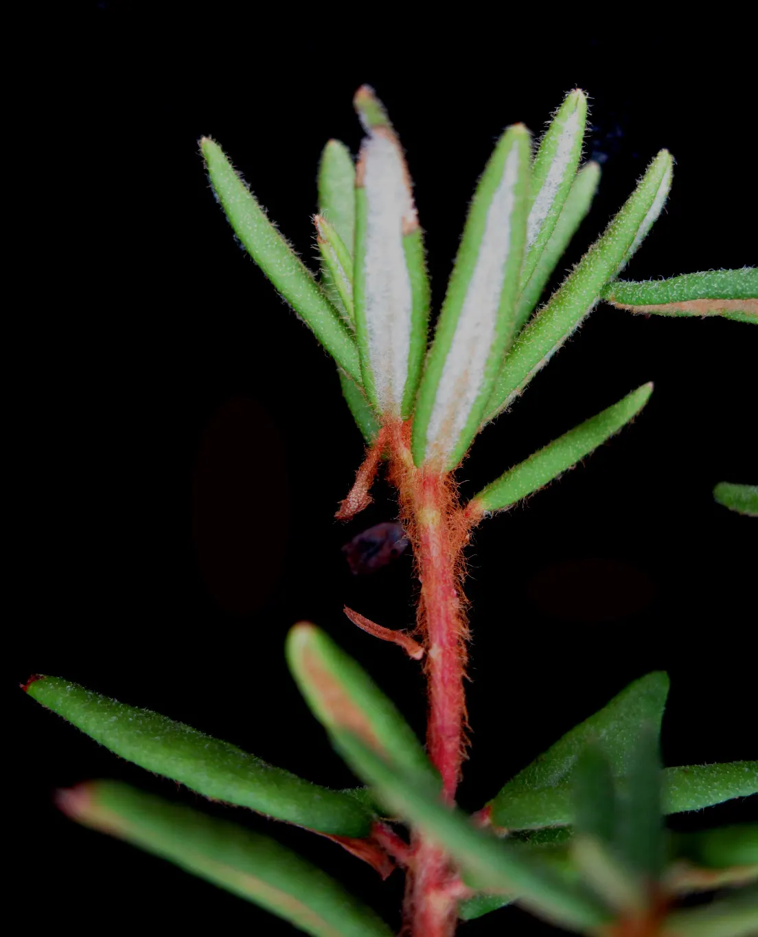 Labrador Tea (Rhododendron Groenlandicum) — Typically reaching a height of 4 to 5 feet with an equal or slightly greater spread; white flowers in, image 79