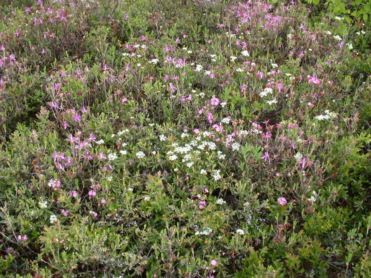 Labrador Tea (Rhododendron Groenlandicum) — reaching 4-5 feet in height; it is a slow grower that provides year-round interest in your garden.<br><br>The plant