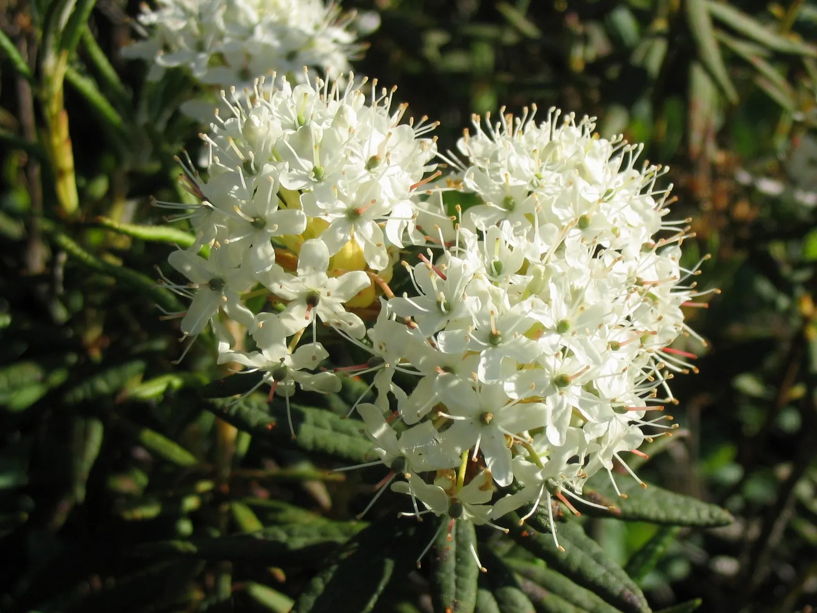 Labrador Tea (Rhododendron Groenlandicum) — it also provides habitat and food for local fauna; commonly known as Labrador Tea:<br><br>Labrador Tea, image 133