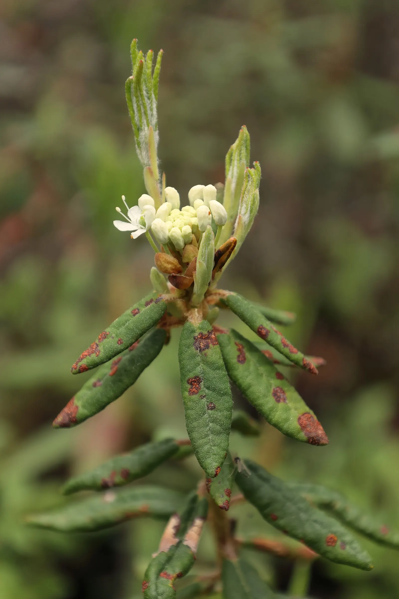 Labrador Tea (Rhododendron Groenlandicum) — Ideal for boggy areas or woodlands, it provides year-round interest and supports local wildlife