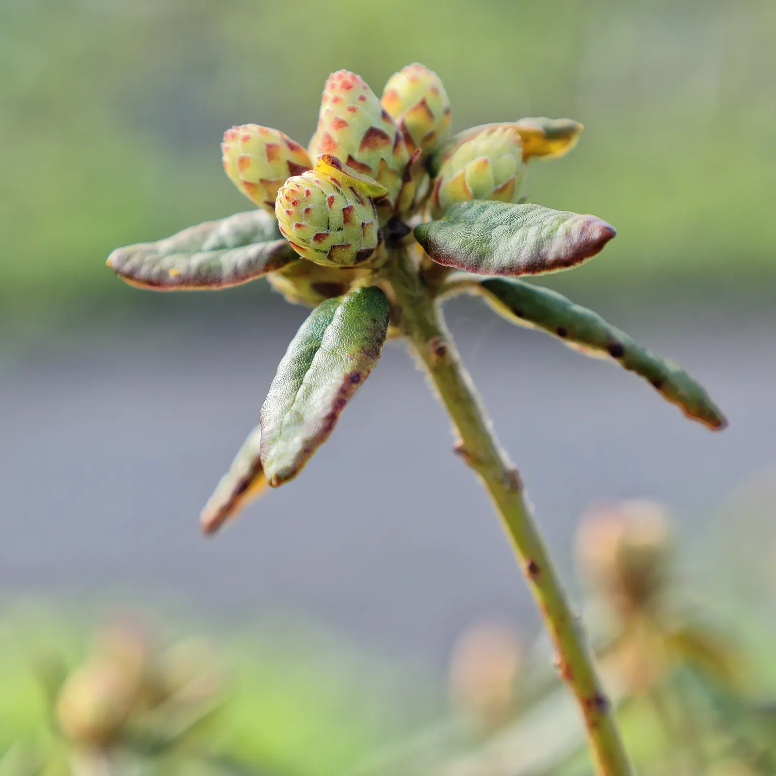 Labrador Tea (Rhododendron Groenlandicum) — During late spring and early summer, it blossoms with clusters of small, white to pale pink flowers, image 59