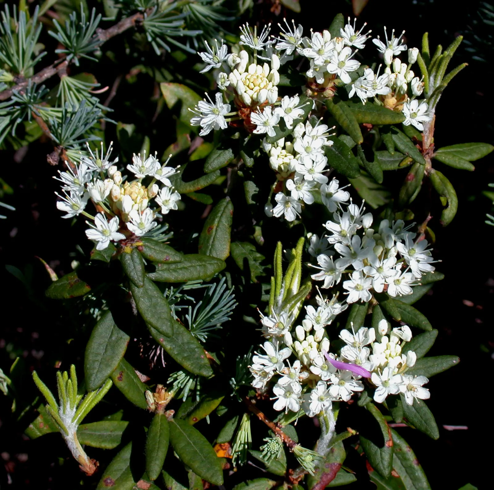 Labrador Tea (Rhododendron Groenlandicum) — shrub with white blooms; during late spring and early summer, it blossoms with clusters of small, white to pale