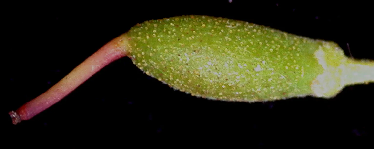 Labrador Tea (Rhododendron Groenlandicum) — Despite being low maintenance, it is essential to ensure that the soil remains consistently moist; typically