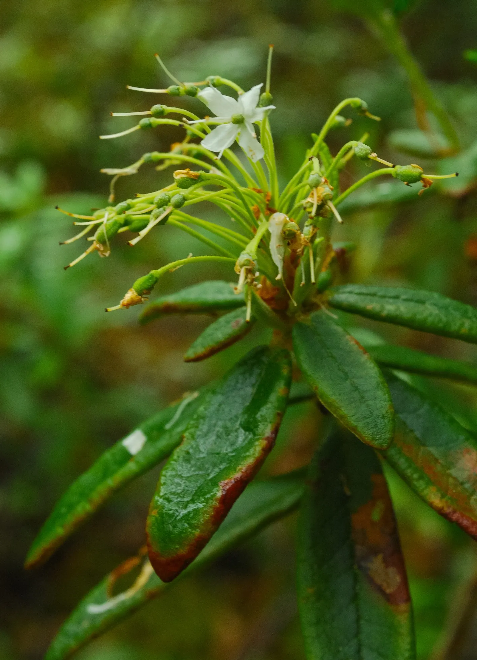 Labrador Tea (Rhododendron Groenlandicum) — Despite being low maintenance, it is essential to ensure that the soil remains consistently moist