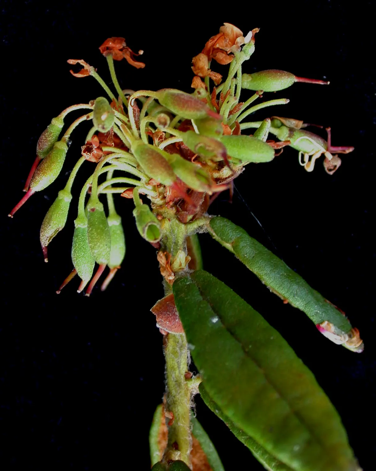 Labrador Tea (Rhododendron Groenlandicum) — Its leathery, dark green leaves, up to 2 inches long, exude a distinct aroma; reaching 4-5 feet in, image 73