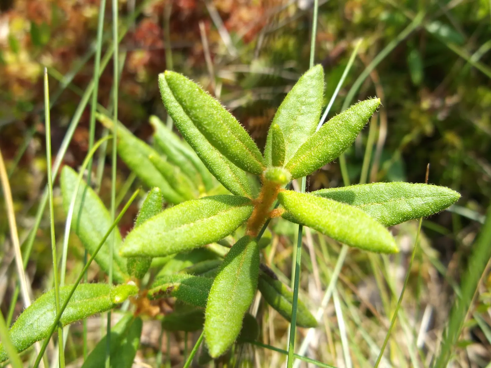 Labrador Tea (Rhododendron Groenlandicum) — Labrador Tea (Rhododendron groenlandicum) is a North American native evergreen shrub; its leathery, image 70