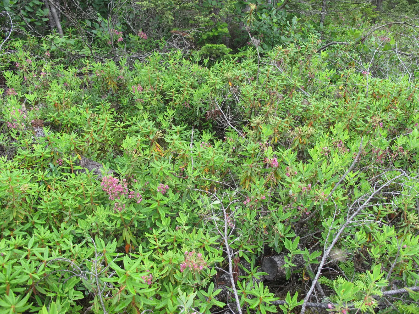 Labrador Tea (Rhododendron Groenlandicum) — Typically reaching a height of 4 to 5 feet with an equal or slightly greater spread