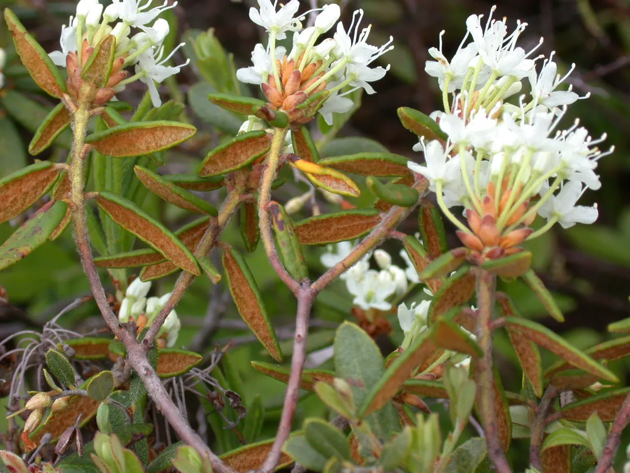 Labrador Tea (Rhododendron Groenlandicum) — I can provide a description of Rhododendron groenlandicum; shrub for half or shade, image 122