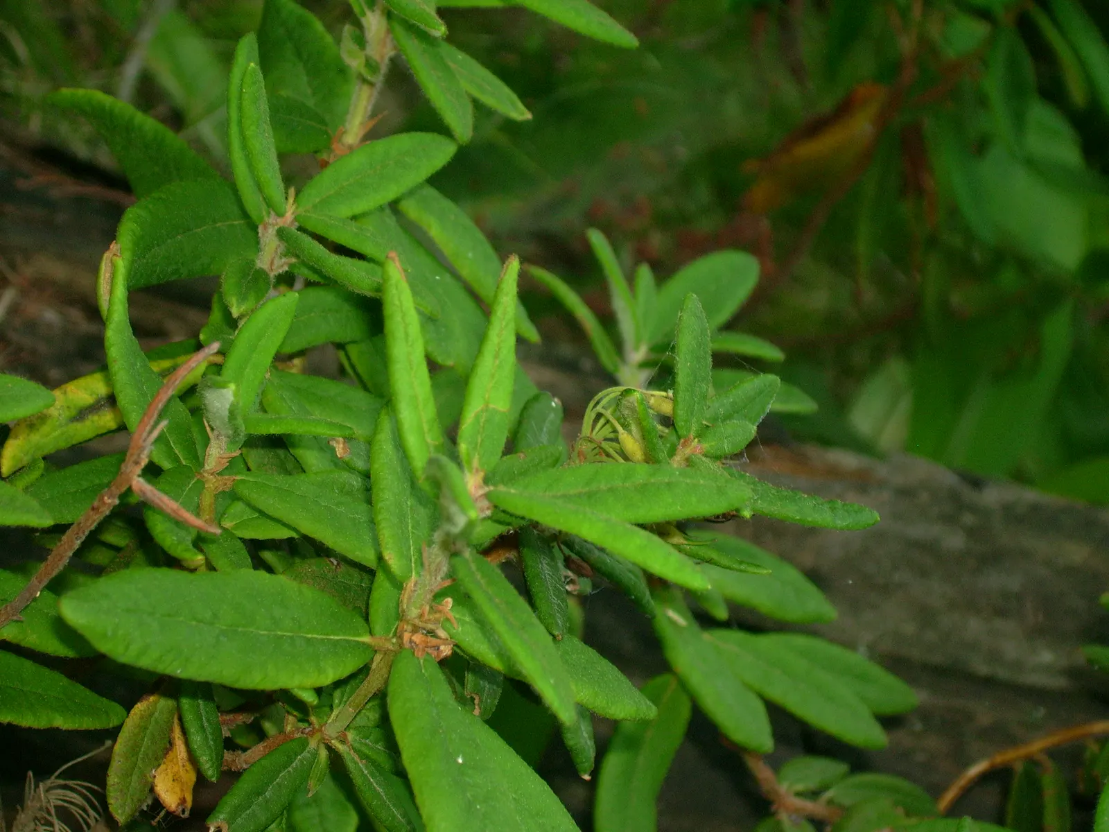 Labrador Tea (Rhododendron Groenlandicum) — it also provides habitat and food for local fauna; commonly known as Labrador Tea:<br><br>Labrador Tea, image 110