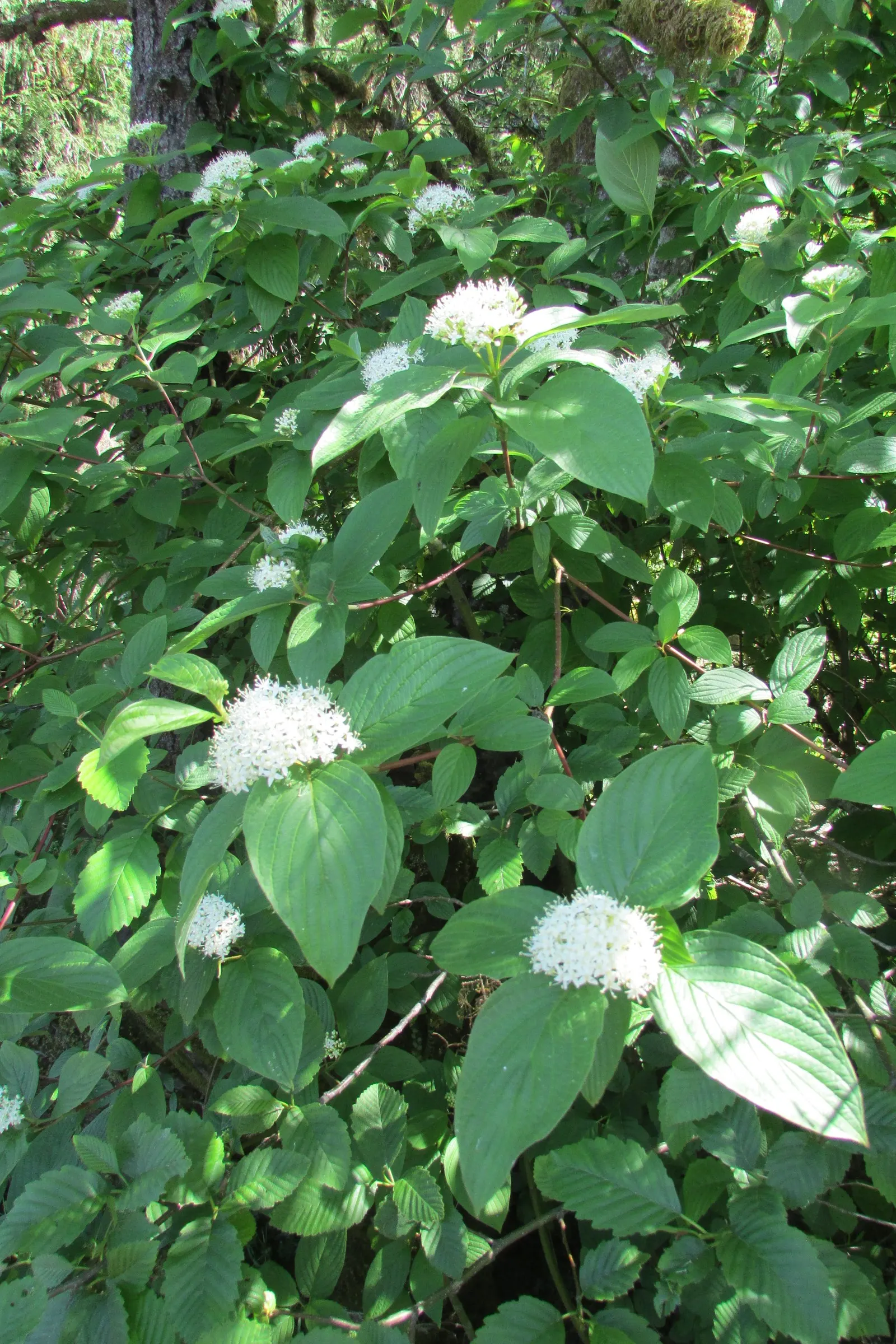 Labrador Tea (Rhododendron Groenlandicum) — shrub for half or shade; creating a place rich in both beauty and history, image 92