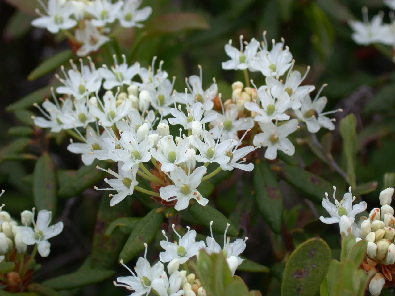 Labrador Tea (Rhododendron Groenlandicum) — dark green leaves which are notably aromatic when crushed; they measure about 1 to 2 inches in length