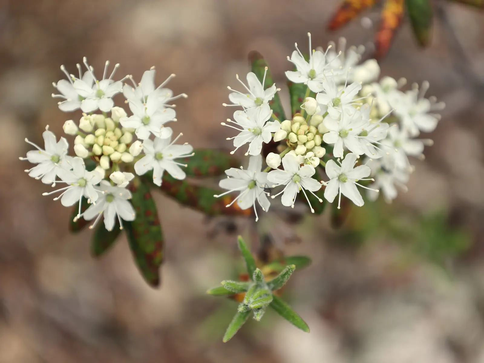 Labrador Tea (Rhododendron Groenlandicum) — Ideal for boggy areas or woodlands, it provides year-round interest and supports local wildlife; it is, image 121