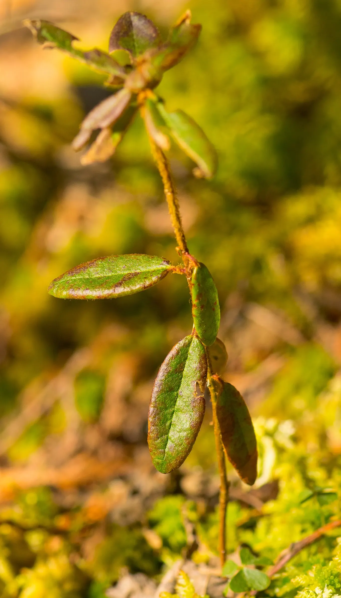 Labrador Tea (Rhododendron Groenlandicum) — I can provide a description of Rhododendron groenlandicum