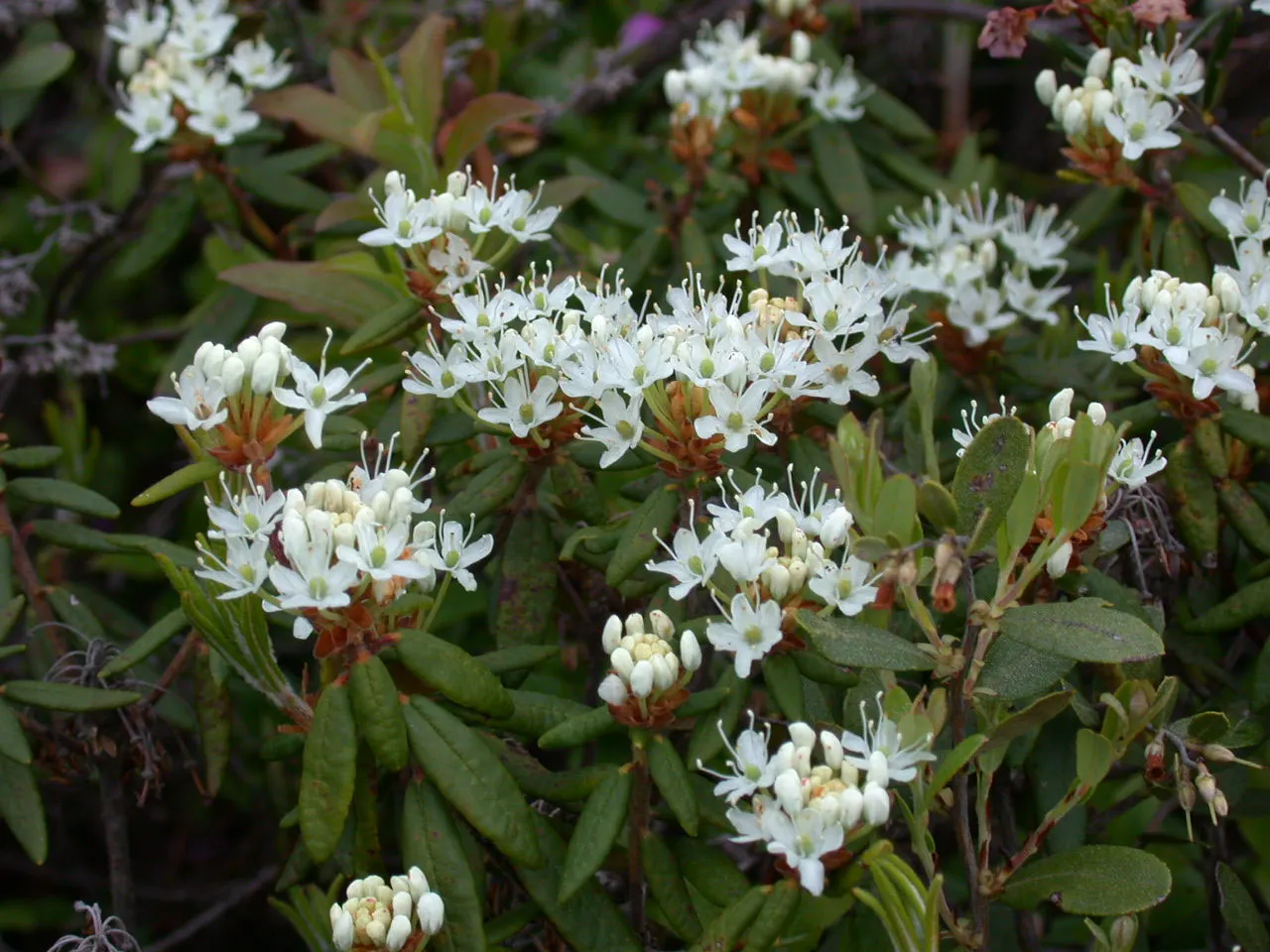 Labrador Tea (Rhododendron Groenlandicum) — Typically reaching a height of 4 to 5 feet with an equal or slightly greater spread; white flowers in the garden