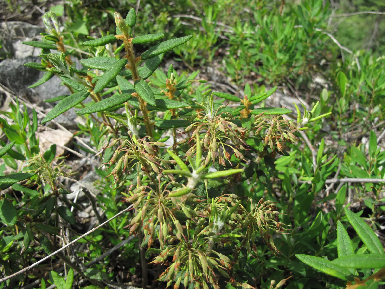 Labrador Tea (Rhododendron Groenlandicum) — It thrives in acidic, moist soils and partial shade; it also provides habitat and food for local fauna, image 72