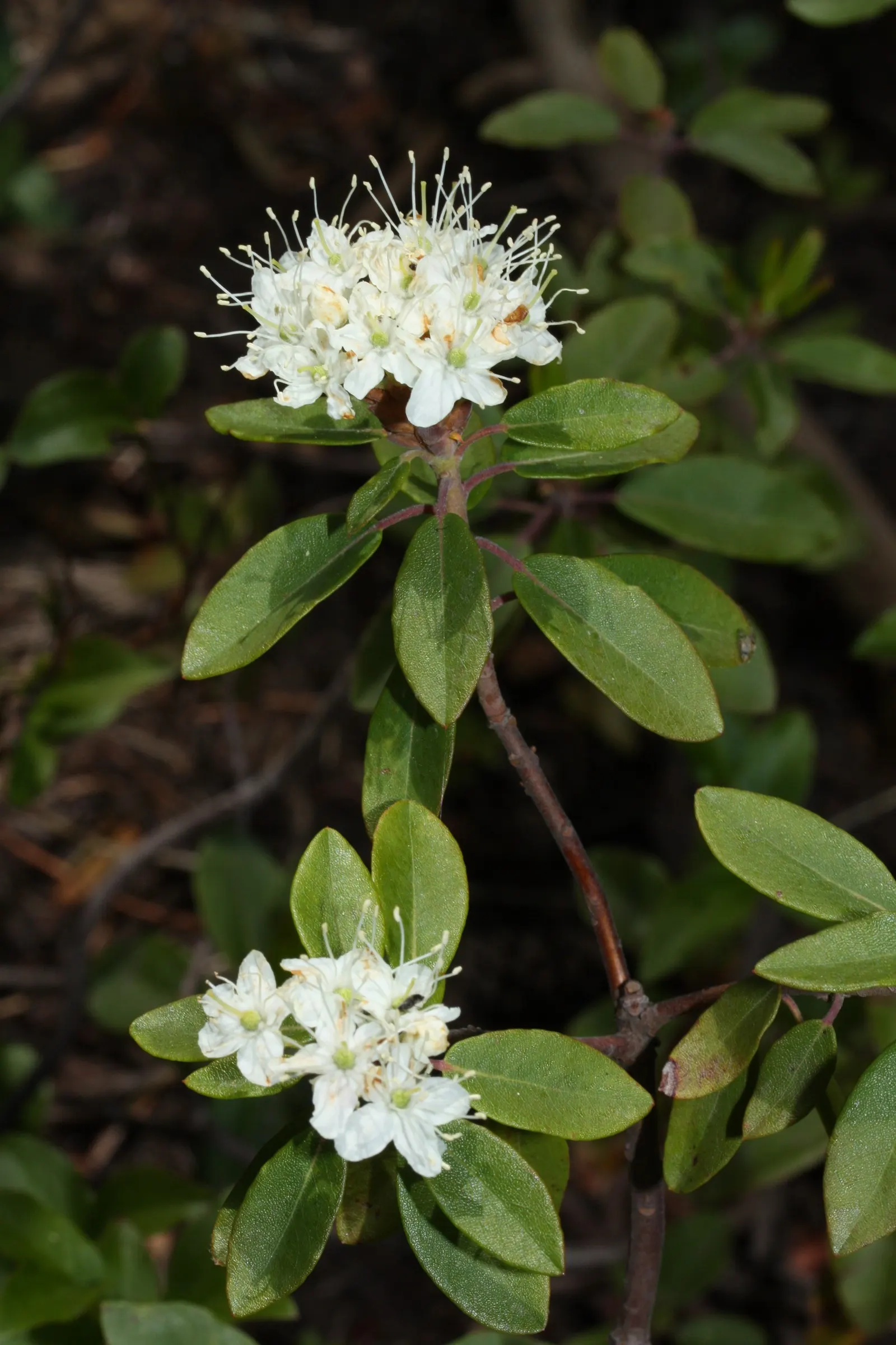 Labrador Tea (Rhododendron Groenlandicum) — white flowers in the garden; ideal for boggy areas or woodlands, it provides year-round interest and, image 113
