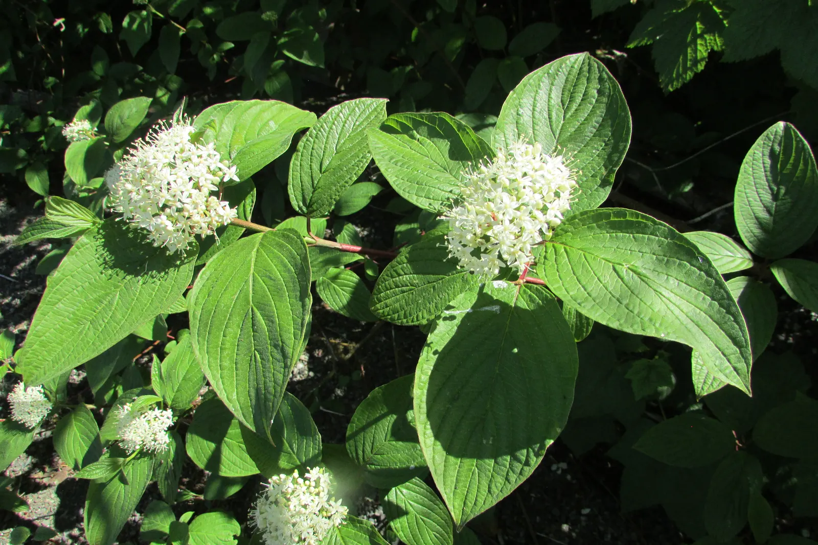 Labrador Tea (Rhododendron Groenlandicum) — dark green leaves which are notably aromatic when crushed; they measure about 1 to 2 inches in length, image 104