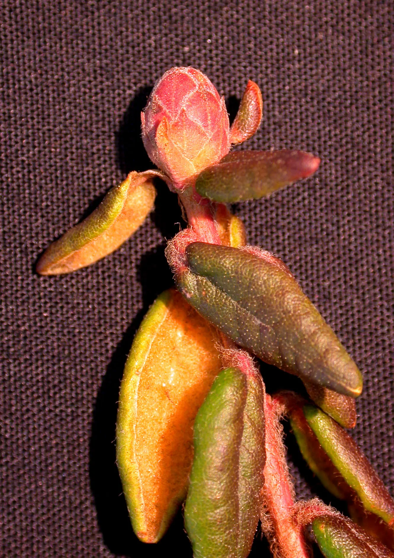 Labrador Tea (Rhododendron Groenlandicum) — evergreen shrub indigenous to the bogs and wetlands of Northern North America; or sandy soils and requires a