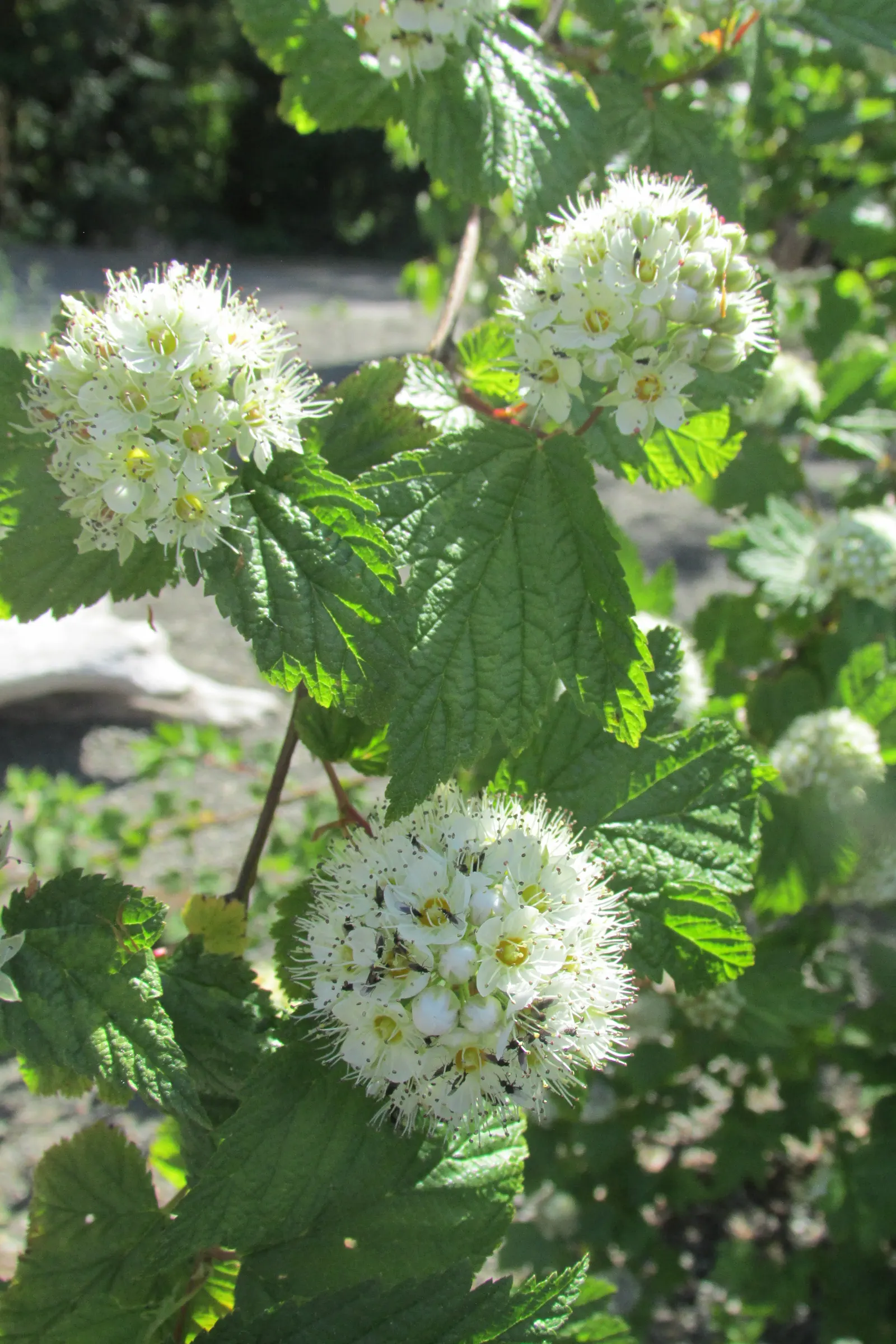 Labrador Tea (Rhododendron Groenlandicum) — it is a slow grower that provides year-round interest in your garden.<br><br>The plant flaunts leathery; late