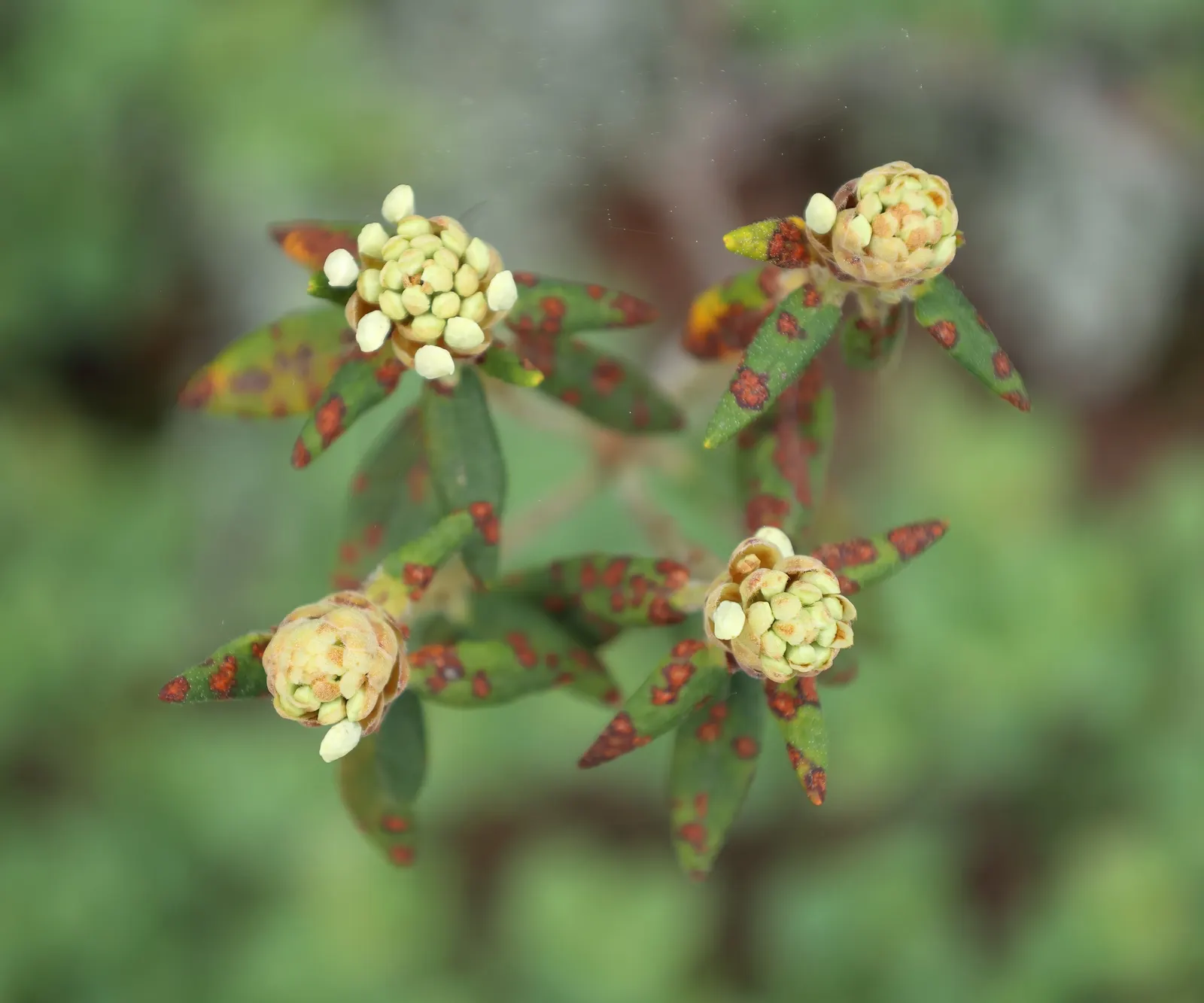Labrador Tea (Rhododendron Groenlandicum) — It thrives in acidic, moist soils and partial shade; it also provides habitat and food for local fauna