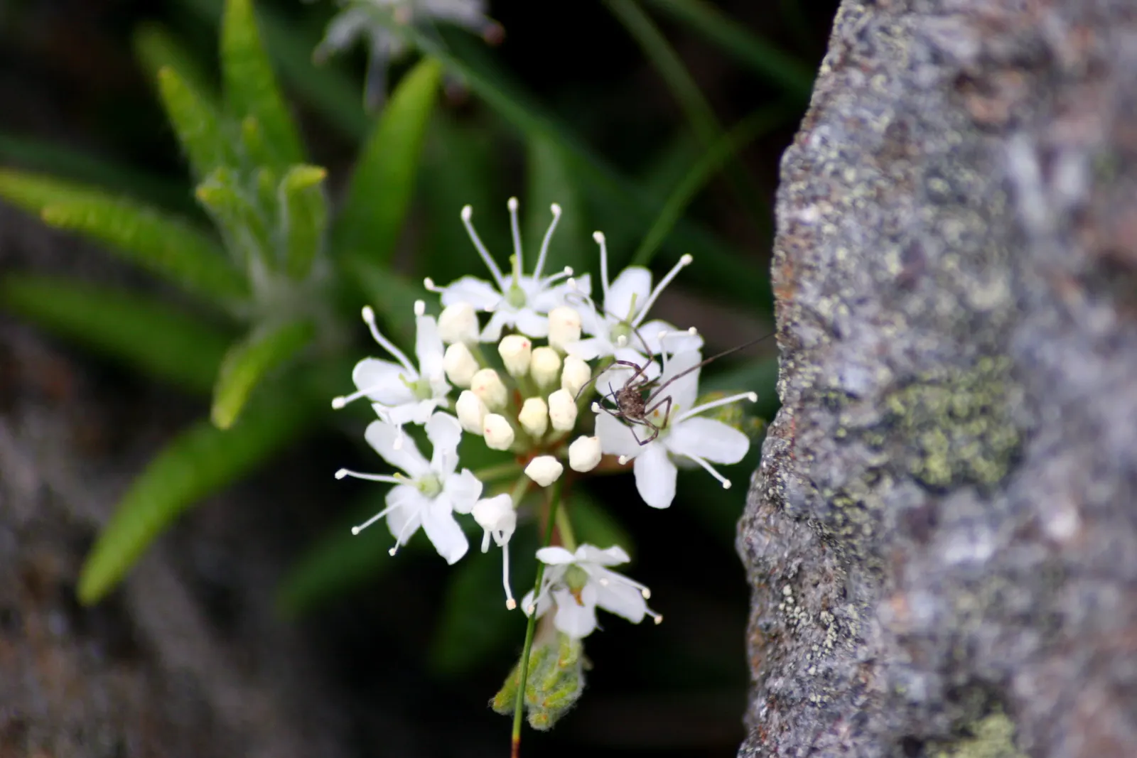 Labrador Tea (Rhododendron Groenlandicum) — It thrives in acidic, moist soils and partial shade; it also provides habitat and food for local fauna, image 118