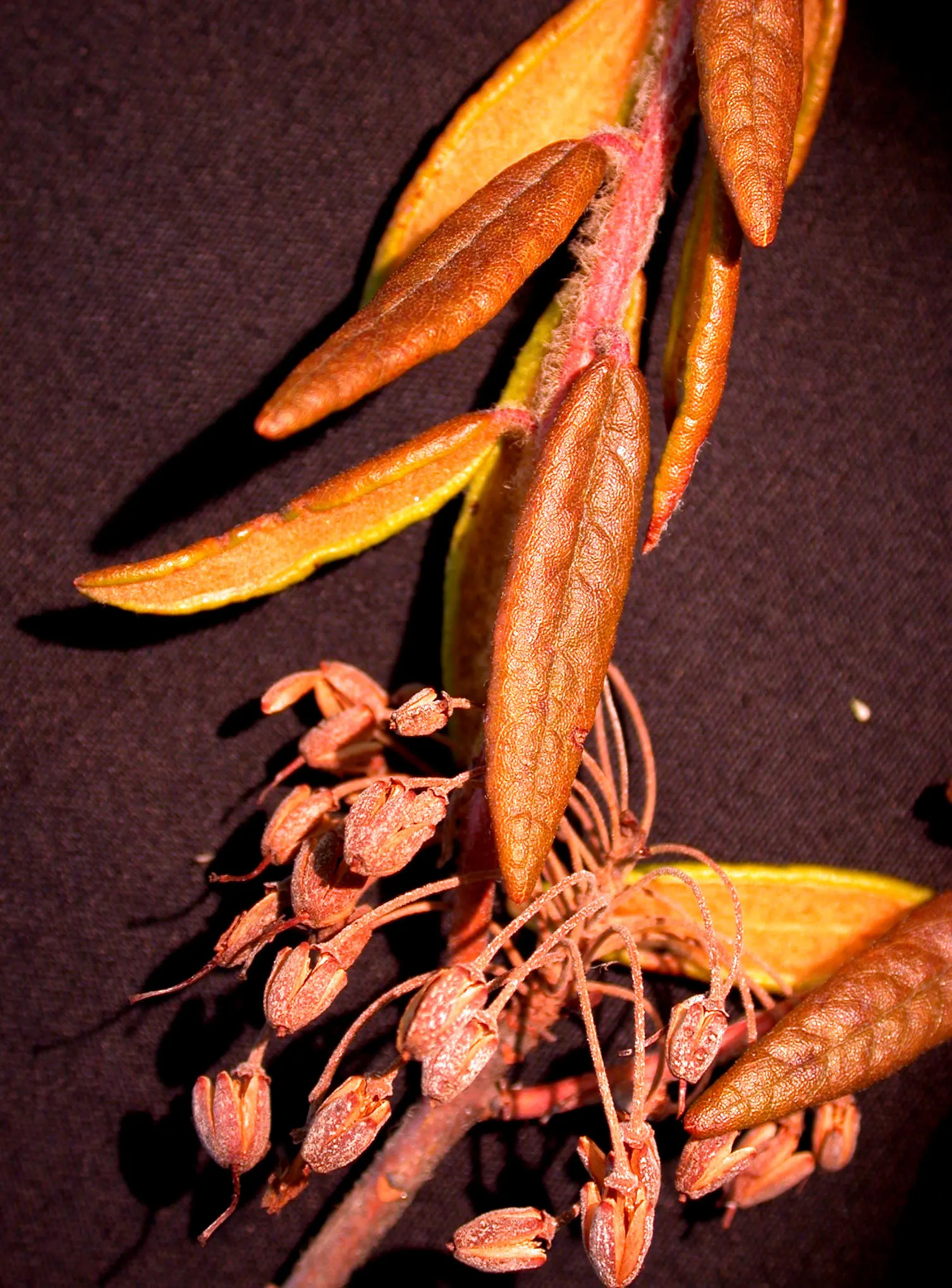 Labrador Tea (Rhododendron Groenlandicum) — shrub with white blooms; during late spring and early summer, it blossoms with clusters of small, white, image 114