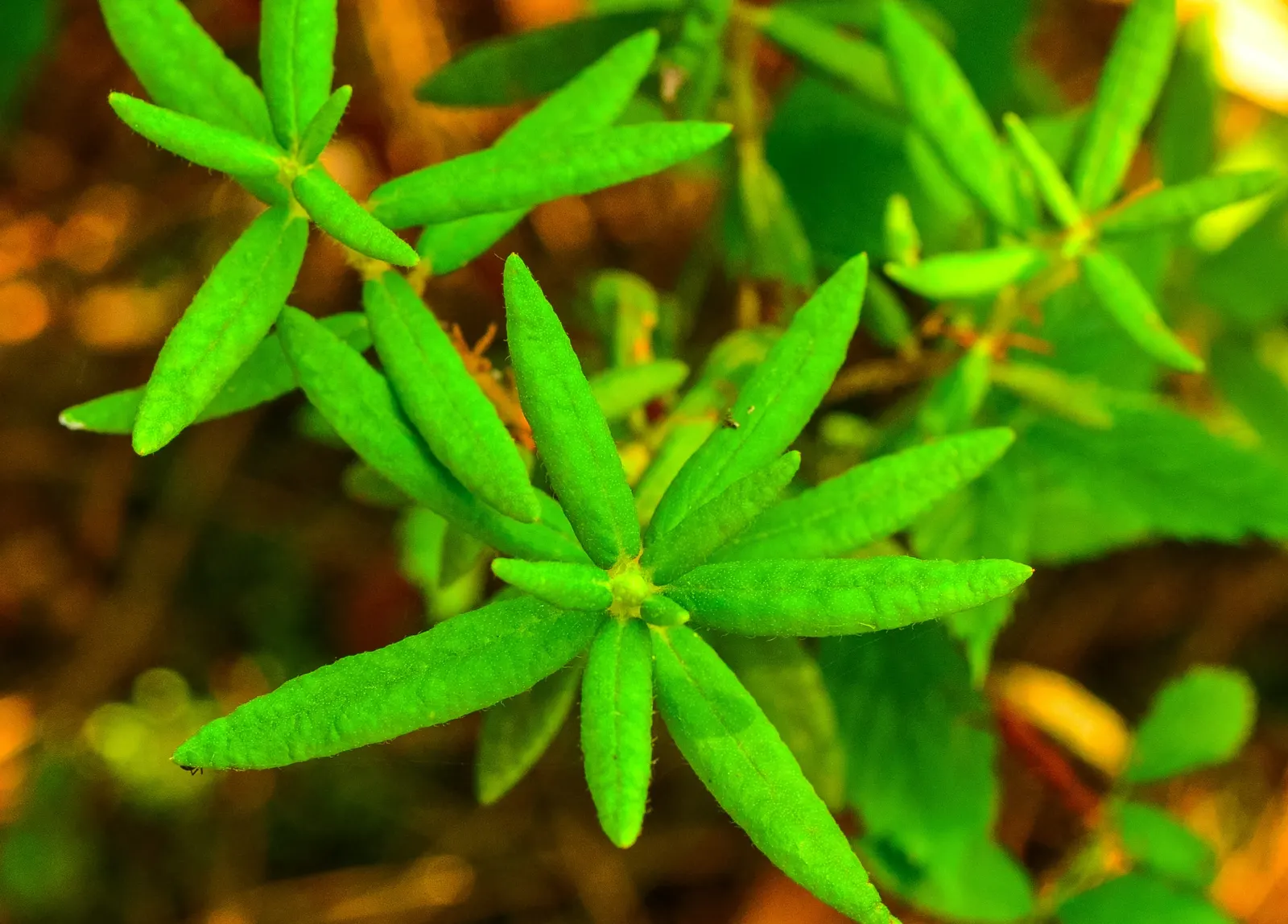 Labrador Tea (Rhododendron Groenlandicum) — and besides its aesthetic contributions; labrador Tea (Rhododendron groenlandicum) is a North American, image 109