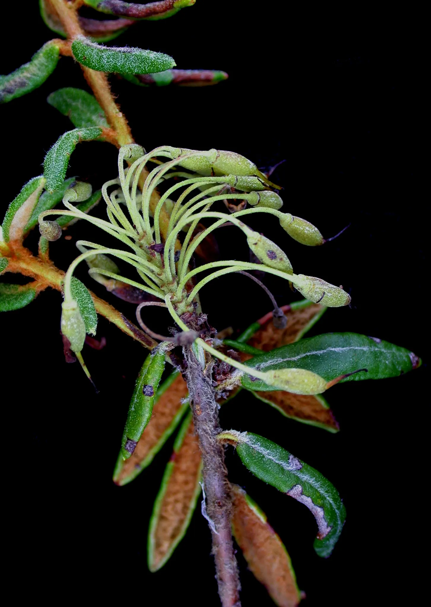 Labrador Tea (Rhododendron Groenlandicum) — Despite being low maintenance, it is essential to ensure that the soil remains consistently moist, image 61