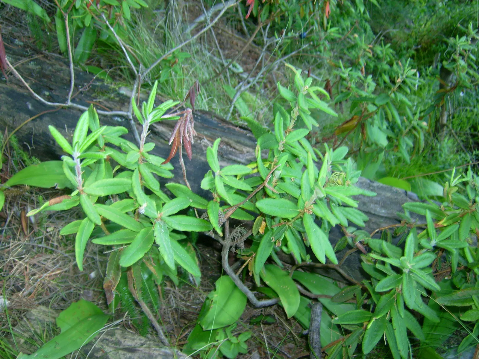 Labrador Tea (Rhododendron Groenlandicum) — it is a slow grower that provides year-round interest in your garden.<br><br>The plant flaunts, image 126