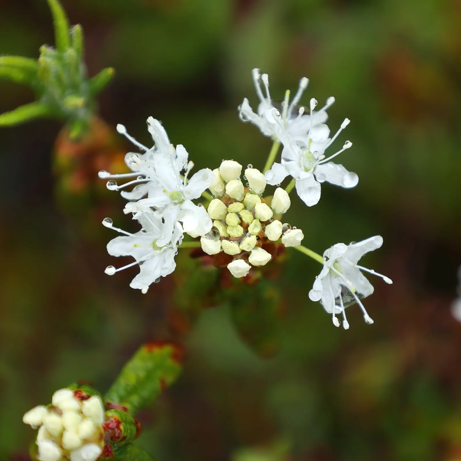 Labrador Tea (Rhododendron Groenlandicum) — reaching 4-5 feet in height; it is a slow grower that provides year-round interest in your, image 94