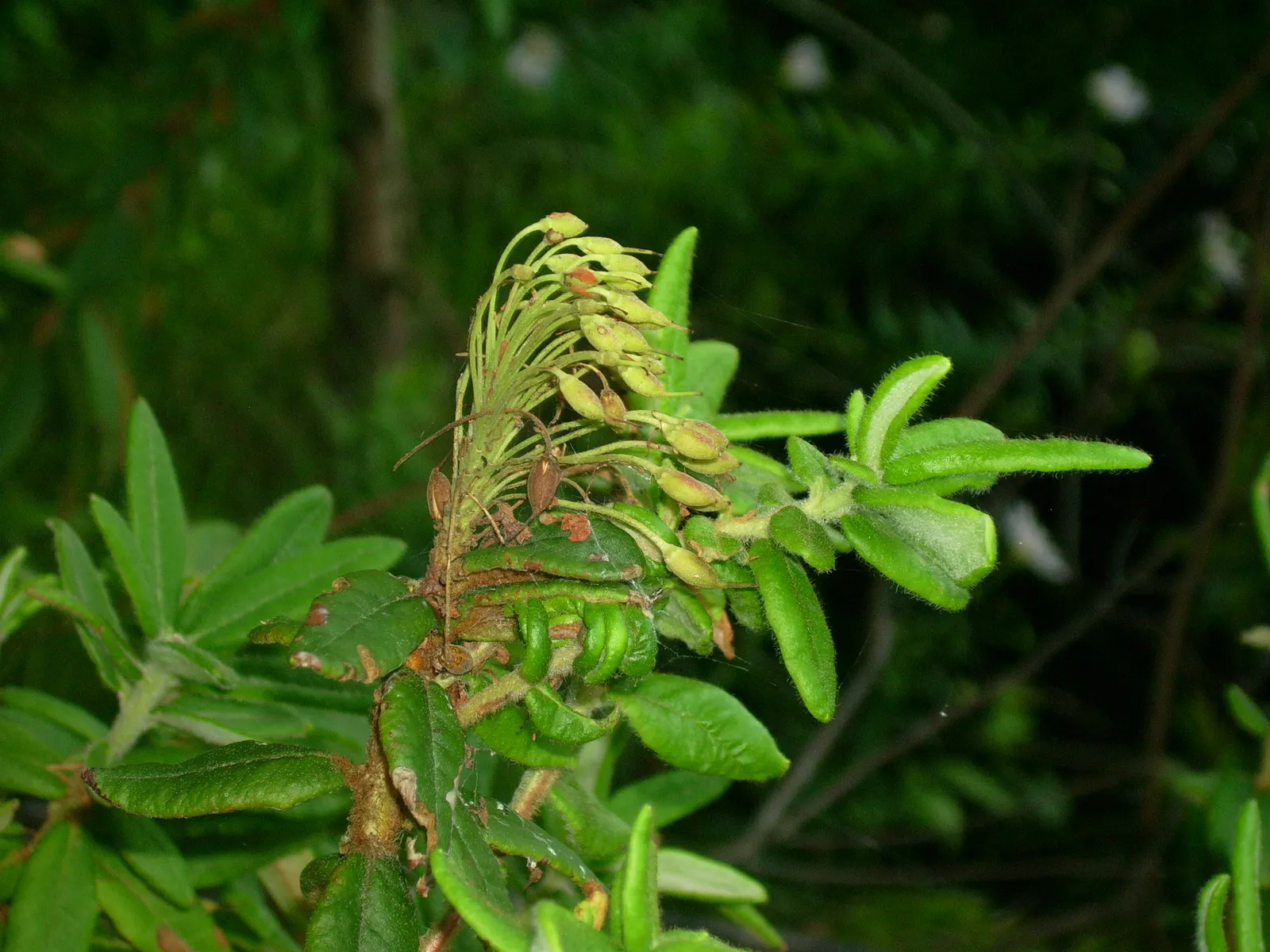 Labrador Tea (Rhododendron Groenlandicum) — Its leathery, dark green leaves, up to 2 inches long, exude a distinct aroma; reaching 4-5 feet in height