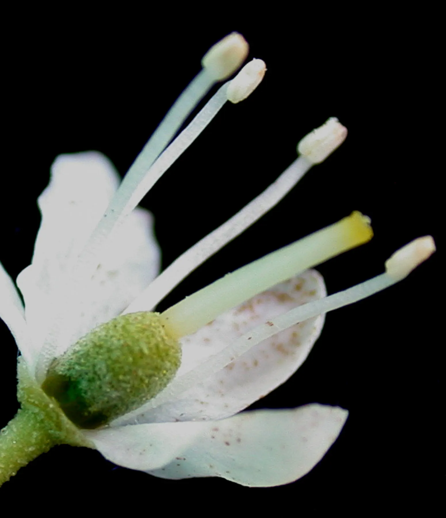 Labrador Tea (Rhododendron Groenlandicum) — Its leathery, dark green leaves, up to 2 inches long, exude a distinct aroma; reaching 4-5 feet in, image 50