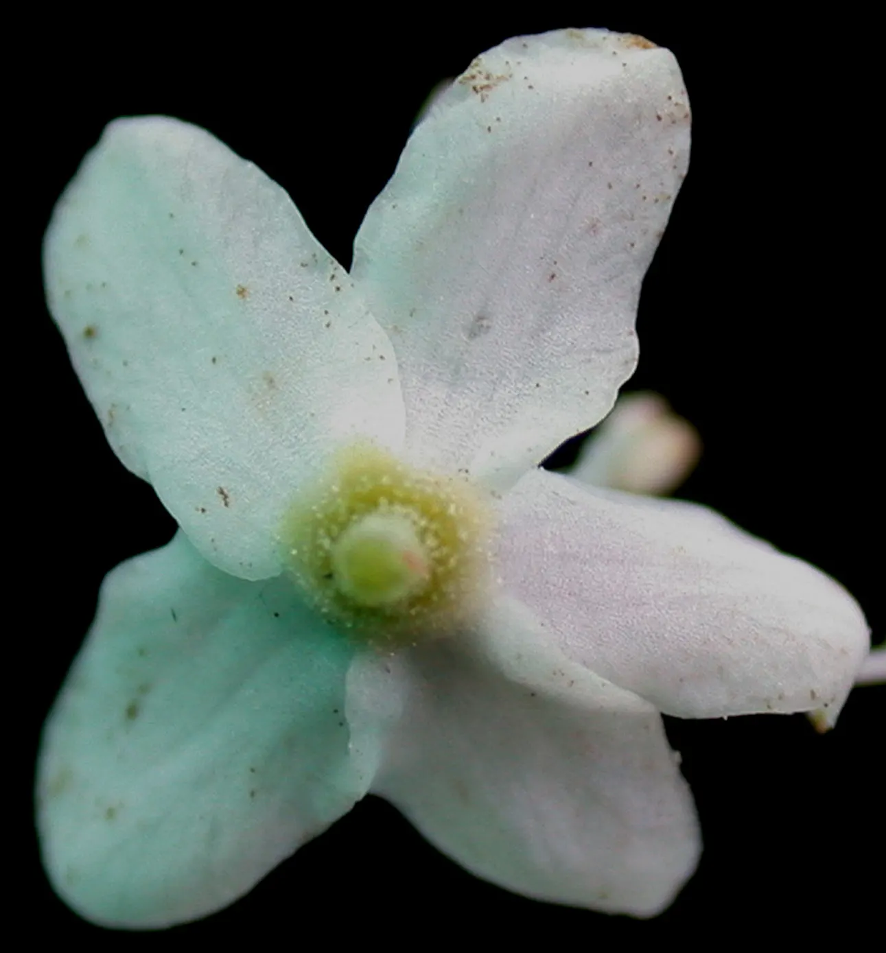 Labrador Tea (Rhododendron Groenlandicum) — it also provides habitat and food for local fauna; commonly known as Labrador Tea:<br><br>Labrador Tea