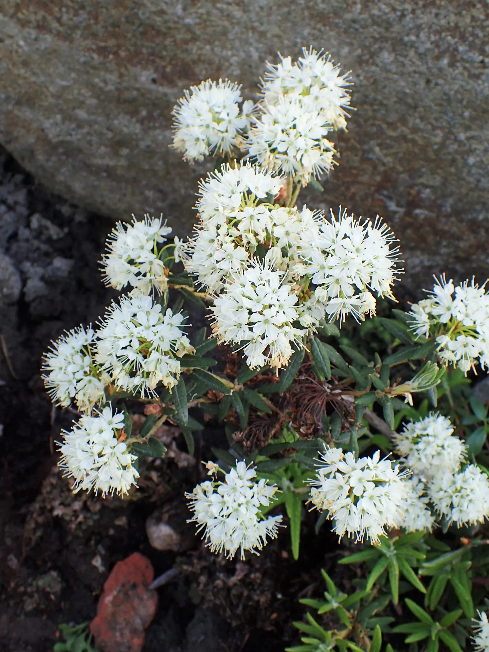 Labrador Tea (Rhododendron Groenlandicum) — Ideal for boggy areas or woodlands, it provides year-round interest and supports local wildlife; it is, image 52