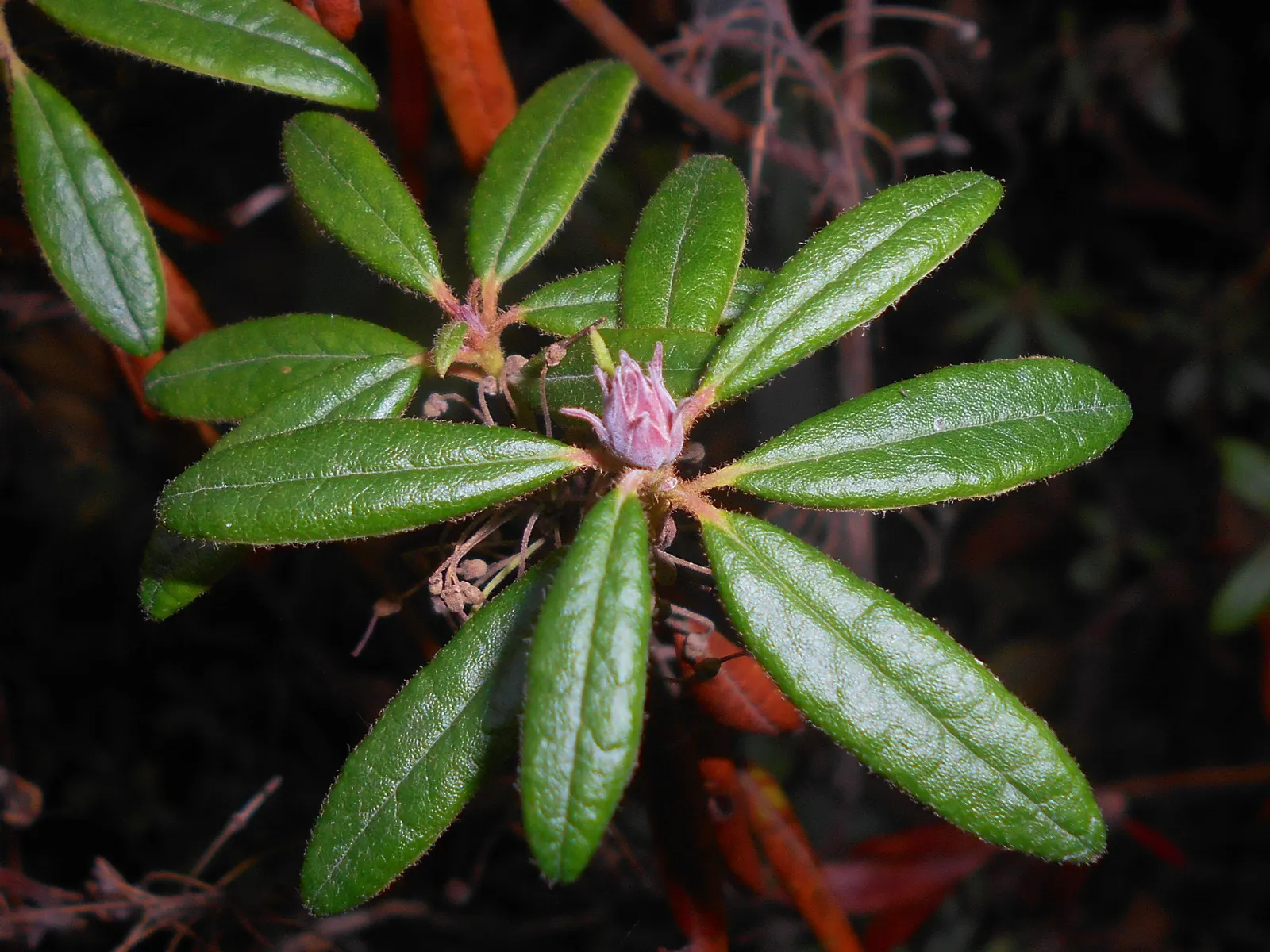 Labrador Tea (Rhododendron Groenlandicum) — During late spring and early summer, it blossoms with clusters of small, white to pale pink flowers, image 128
