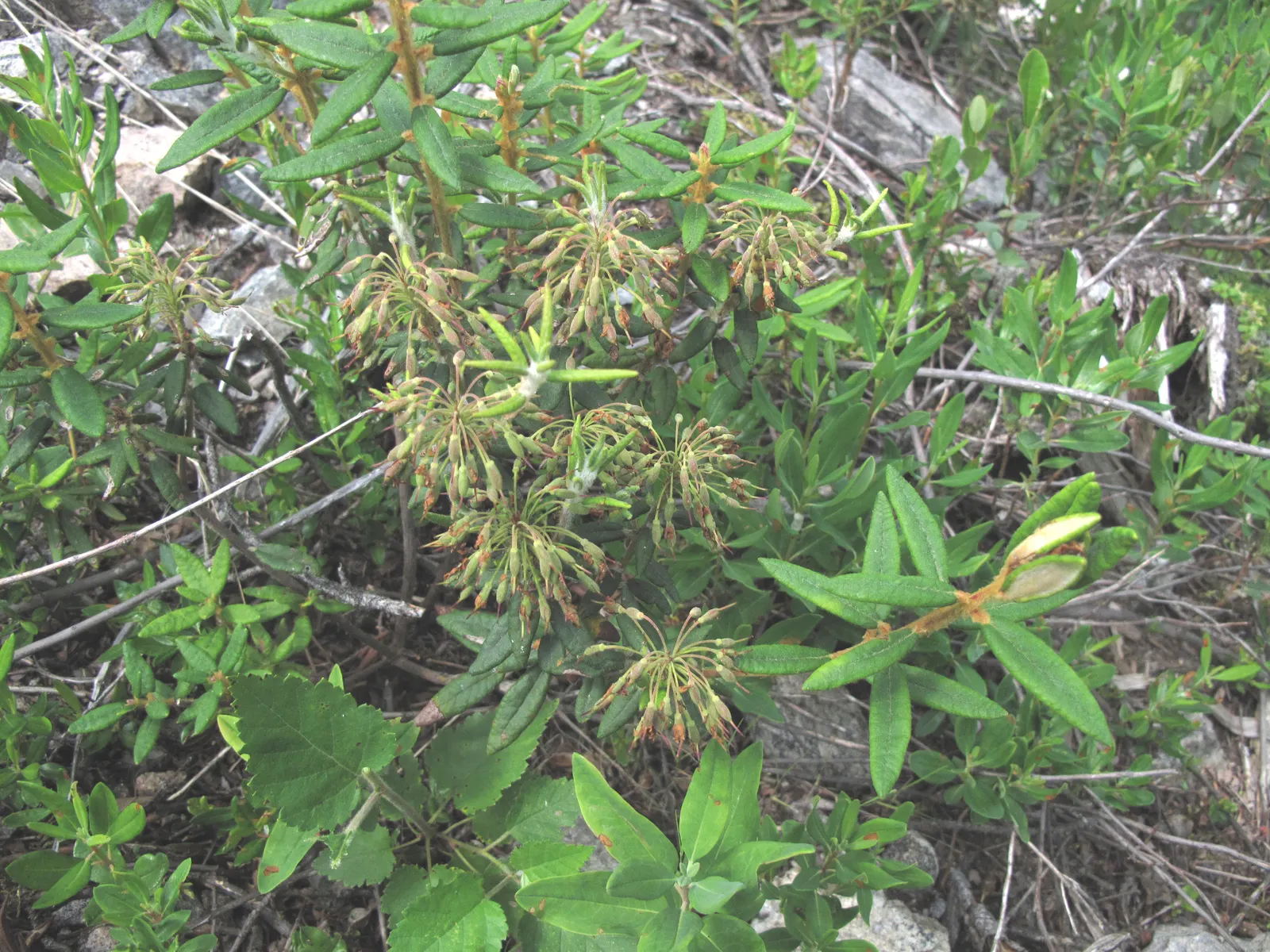 Labrador Tea (Rhododendron Groenlandicum) — shrub for half or shade
