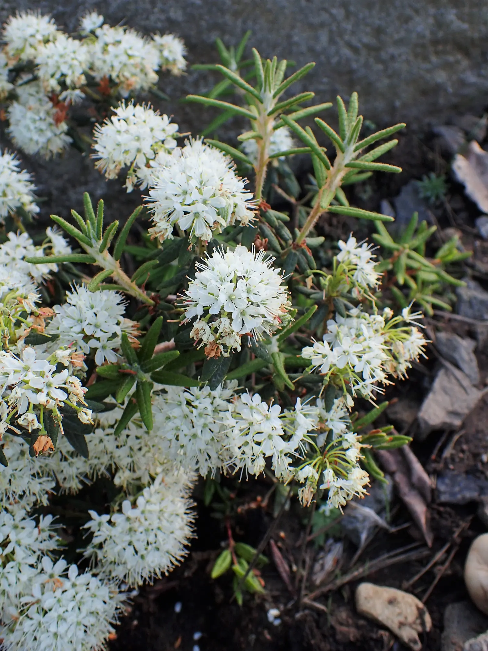 Labrador Tea (Rhododendron Groenlandicum) — Its historical use by indigenous cultures for medicinal tea adds a story for the client's garden space; despite