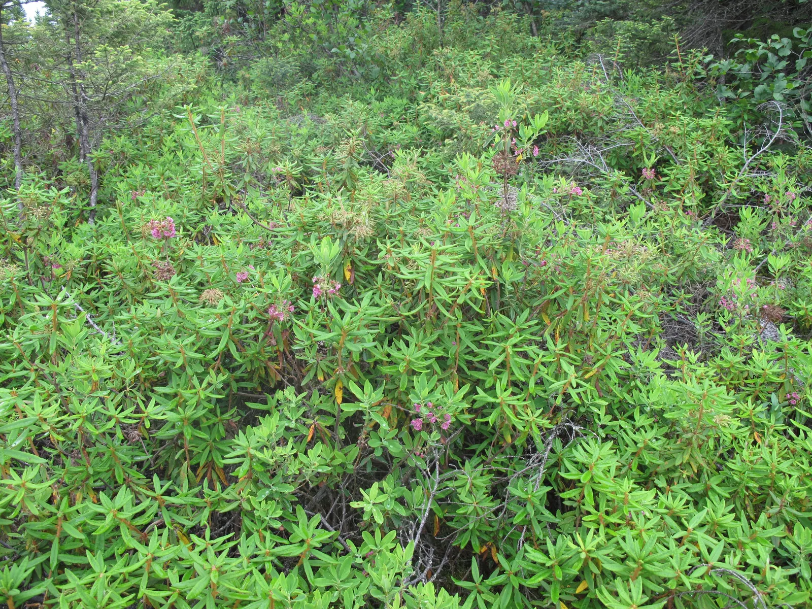 Labrador Tea (Rhododendron Groenlandicum) — It is well-suited for zone 2 to zone 6 landscapes.<br><br>Labrador Tea is notable for its rustic, image 108