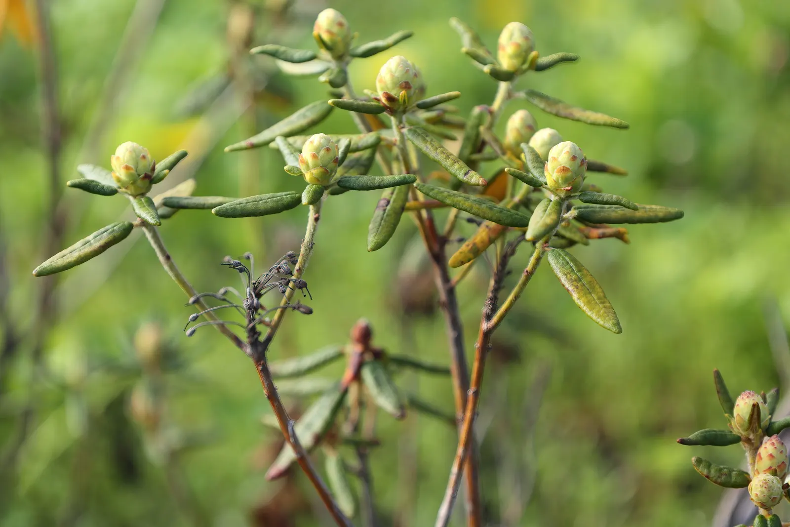 Labrador Tea (Rhododendron Groenlandicum) — reaching 4-5 feet in height; it is a slow grower that provides year-round interest in your, image 71