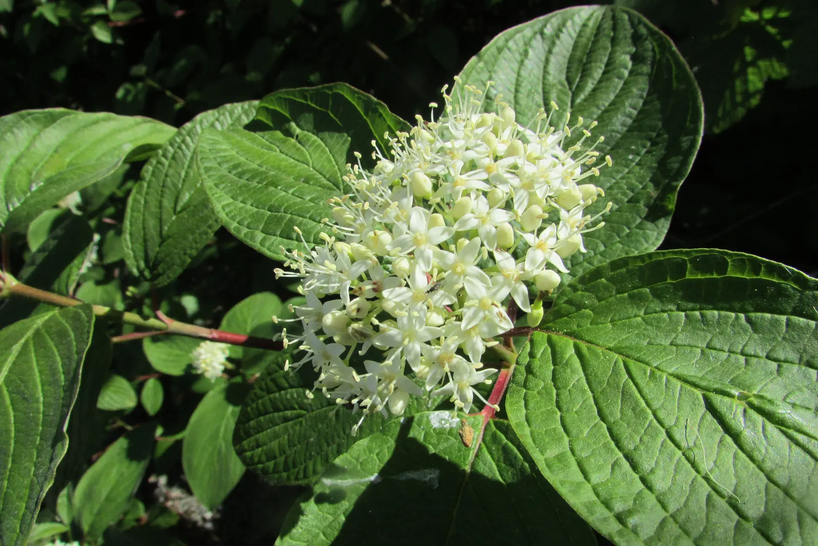 Labrador Tea (Rhododendron Groenlandicum) — creating a place rich in both beauty and history; shrub with white blooms