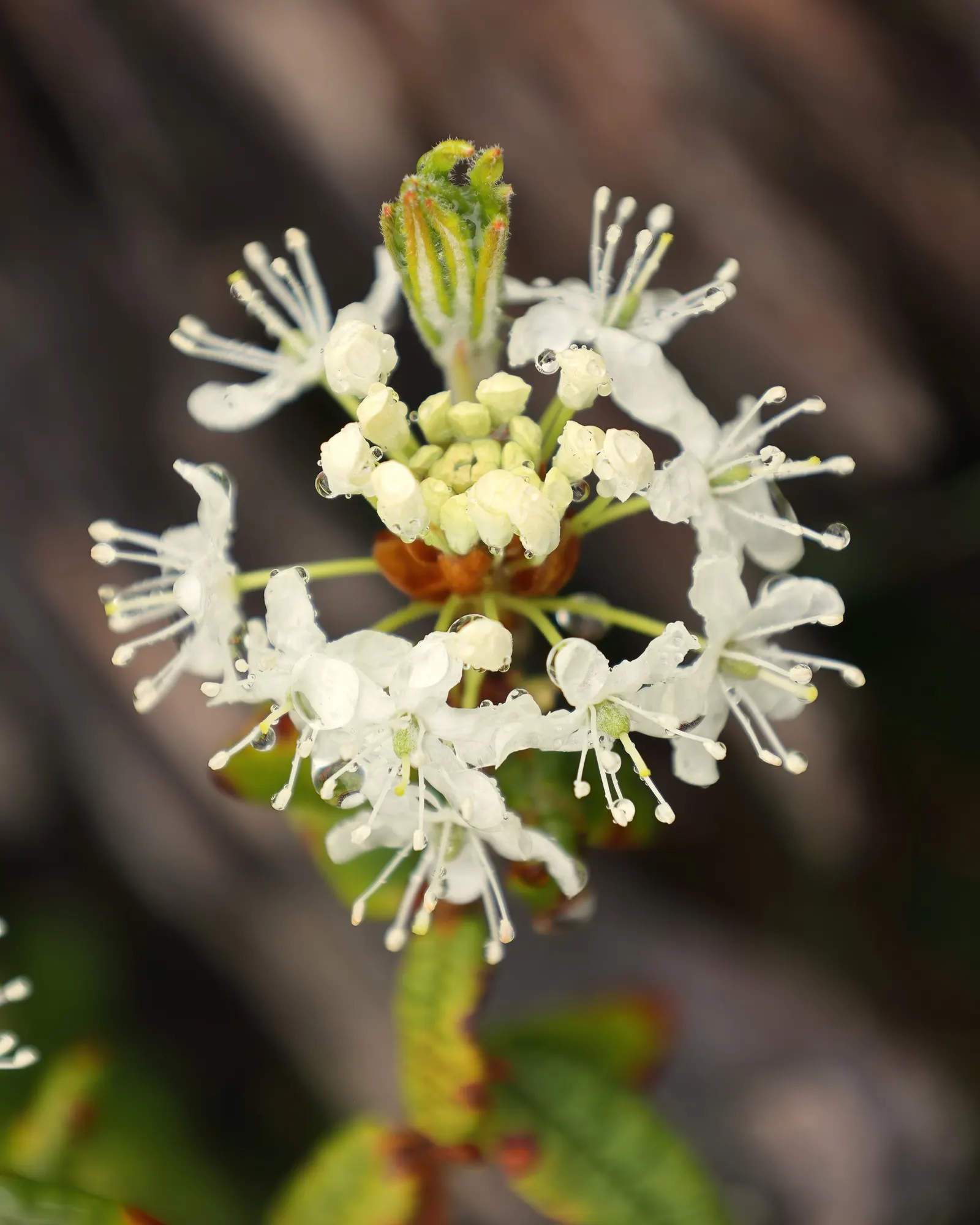 Labrador Tea (Rhododendron Groenlandicum) — evergreen shrub indigenous to the bogs and wetlands of Northern North America; or sandy soils and, image 78