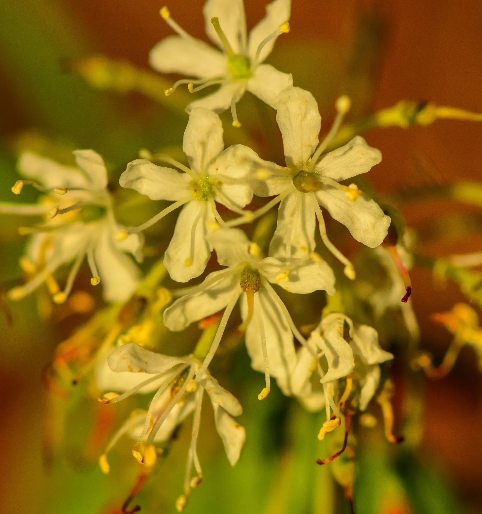 Labrador Tea (Rhododendron Groenlandicum) — evergreen shrub indigenous to the bogs and wetlands of Northern North America; or sandy soils and, image 124