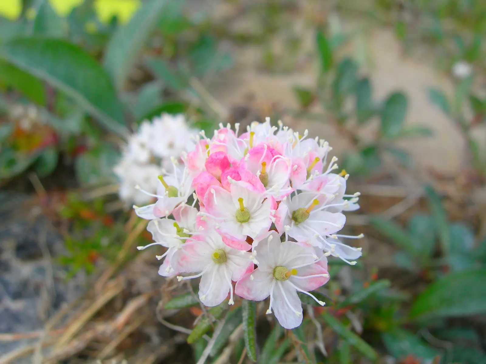 Labrador Tea (Rhododendron Groenlandicum) — Late spring white flower clusters enhance visual appeal; evergreen shrub indigenous to the bogs and, image 74