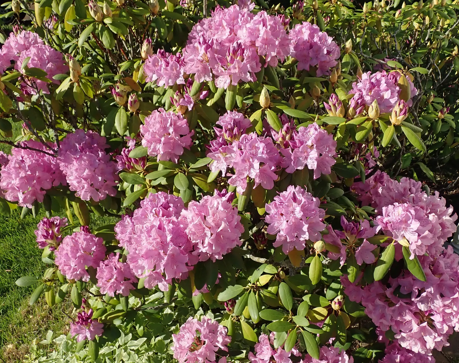 Labrador Tea (Rhododendron Groenlandicum) — commonly known as Labrador Tea:<br><br>Labrador Tea (Rhododendron groenlandicum) is a hardy; i can provide a