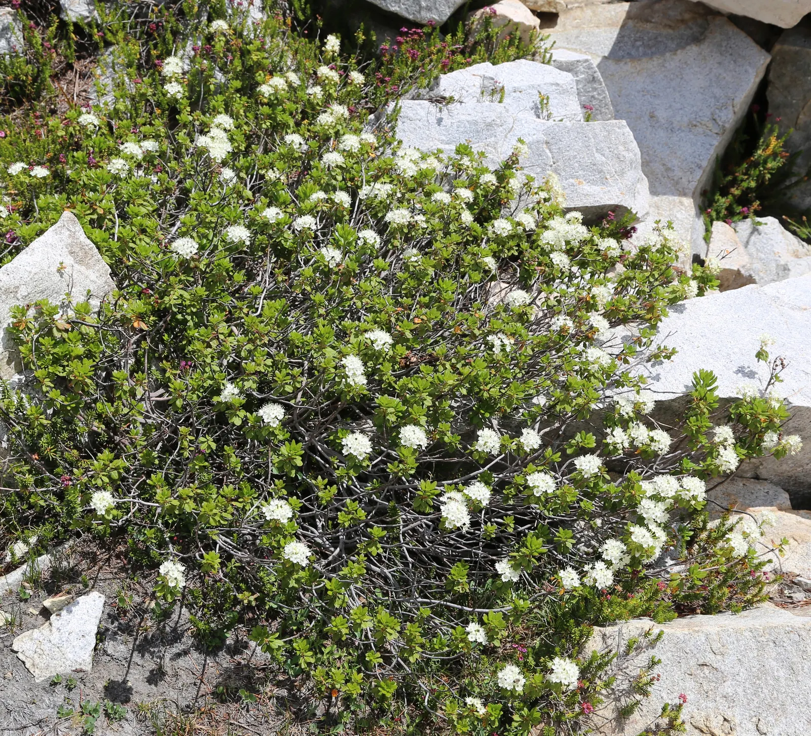 Labrador Tea (Rhododendron Groenlandicum) — I can provide a description of Rhododendron groenlandicum; shrub for half or shade, image 53