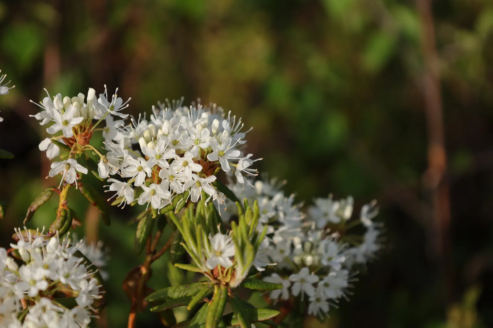 Labrador Tea (Rhododendron Groenlandicum) — evergreen shrub indigenous to the bogs and wetlands of Northern North America