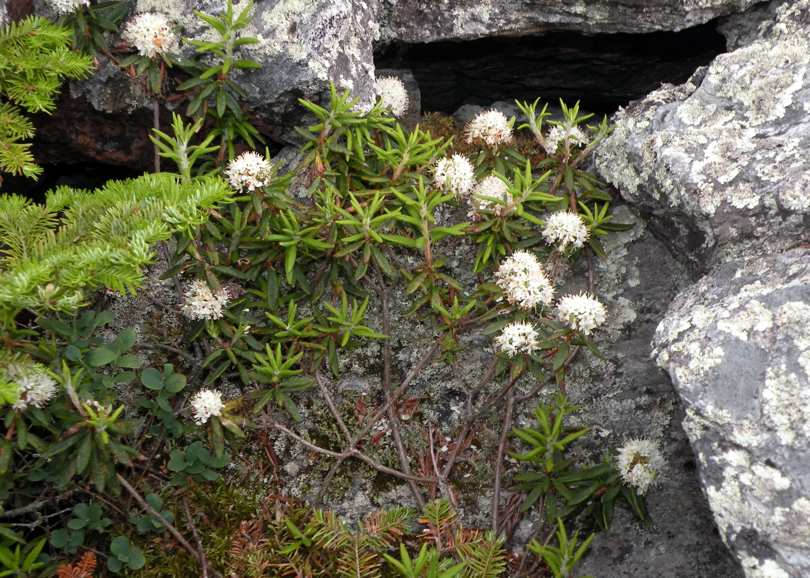 Labrador Tea (Rhododendron Groenlandicum) — or sandy soils and requires a location with full to partial sun exposure; it thrives in acidic, moist, image 129
